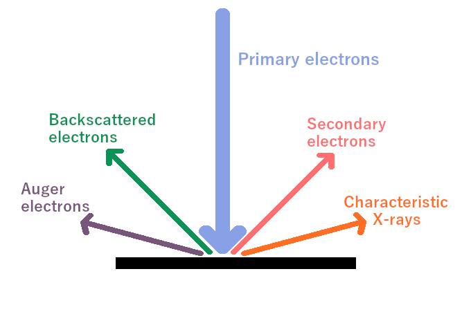 Electron beam interactions in the SEM microscope